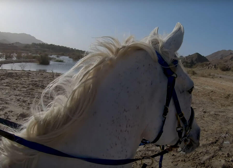 10-horseback-riding-hatta-horse-stables