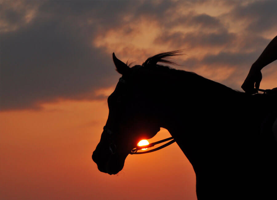 14-horse-ride-for-kids-adults-friends-family-hatta-wadi