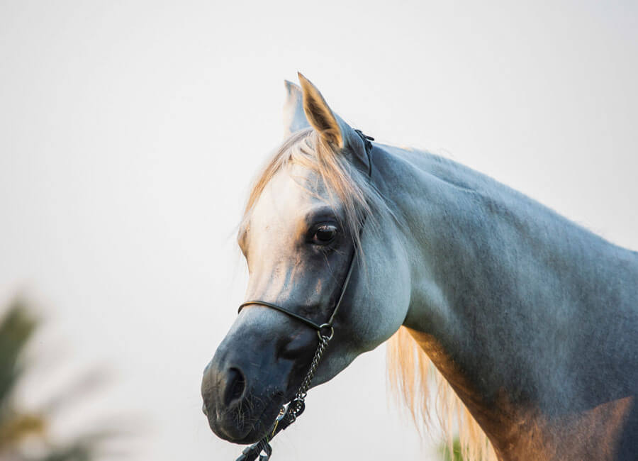 15-equestrian-activities-hatta-wadi-hub-uae