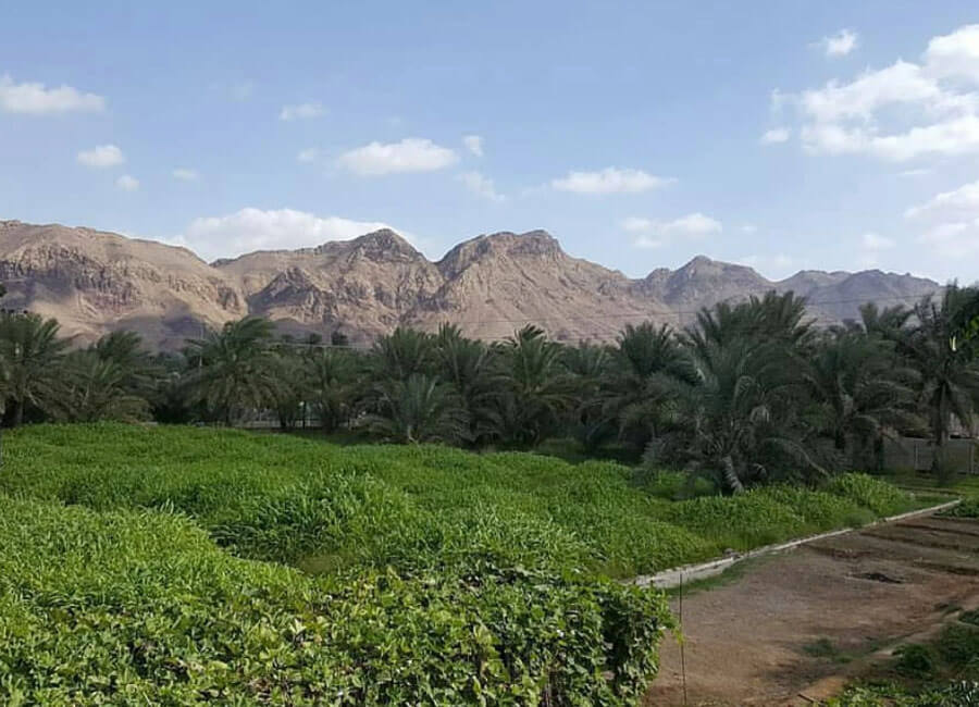 4-the-palm-house-hatta-farmhouse-for-kids-family-friends-wadi-hub