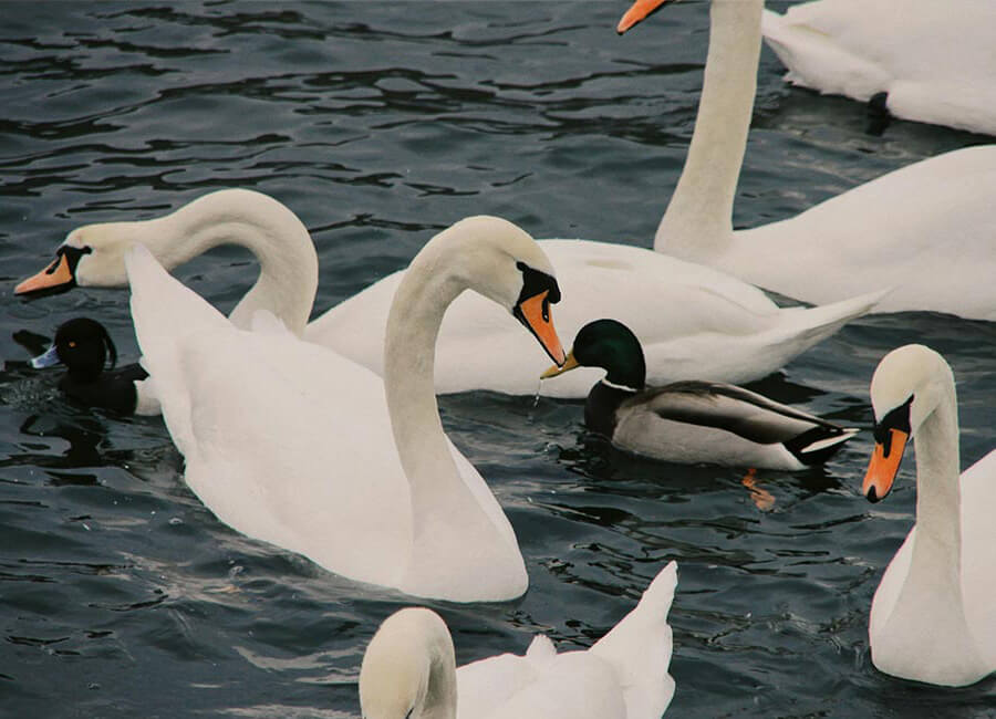 5-hatta-must-do-attractions-activities-families-kids-things-to-do-swan-lake
