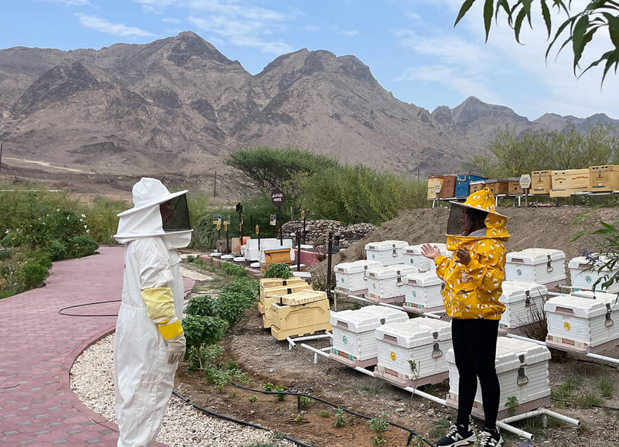6-hatta-must-do-attractions-activities-honey-bee-discovery-centre